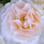 Biały  - Róże rabatowe floribunda - Sweet Blondie